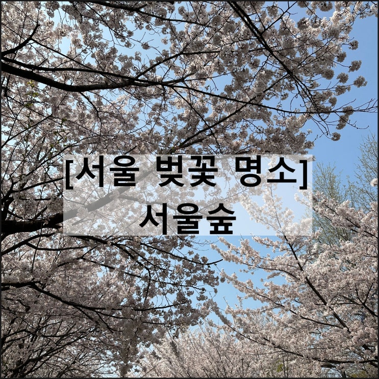  서울숲 | 튤립 라일락 벚꽃 개화 꽃사슴 닥터포헤어 팝업