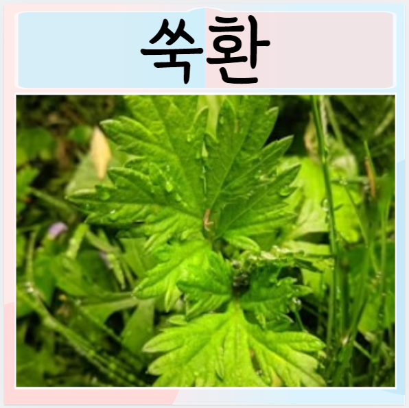  쑥환효능 먹으면 좋은점? 안좋은점 부작용은?