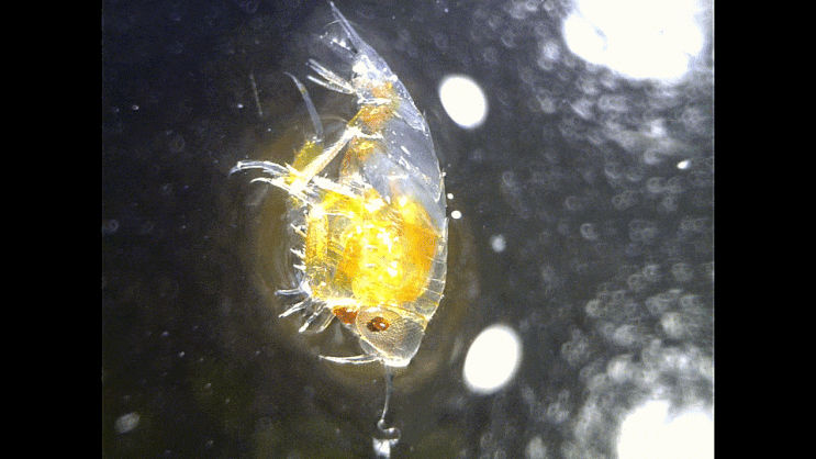  Hyperiidea spp. (hyperiid amphipod;planktonic-large eye-amphipod) 부유생활하는 히페리드 암피포드-류(단각류) 촬영 모음2023