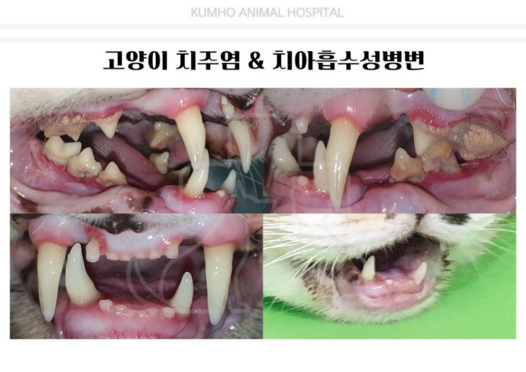  광주 고양이 치과 - 6살 고양이의 치아흡수 및 치주염으로 인한 발치 Case [광주 치과 동물병원, 금호동 동물병원, 고양이 치주염, 고양이 치아흡수, 고양이 발치]