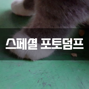  [스페셜 포토덤프] 우리집 고양이들 아가시절 사진보며 추억해보기 :)