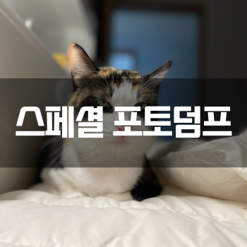  [스페셜 포토덤프] 한번 보면 잊히지 않는 미모의 고양이!