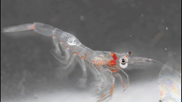  Sergestidae spp. 젓새우-류 촬영 모음 2023