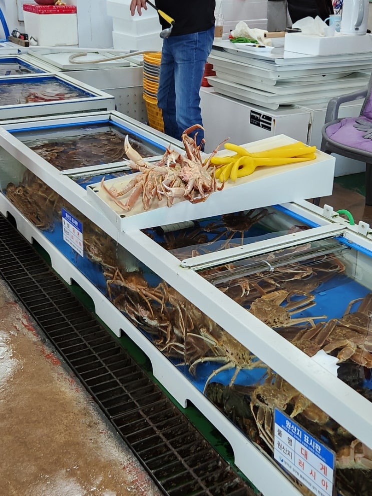  영덕 강구항 동광어시장 회 가리비 포장 내돈내산