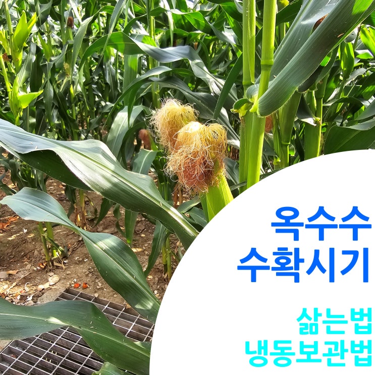  옥수수 수확시기 : 삶는법 냉동보관법
