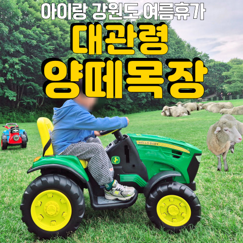  HOT한 여름엔 역시 강원도!! 아이랑 함께 대관령양떼목장, 서울보다 -8도?!