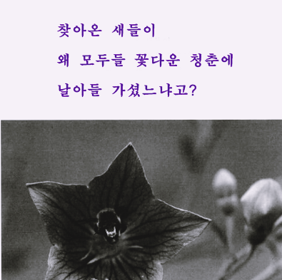 그리운 사람 김용현 요한 김씨돌ㅣ오! 도라지 꽃