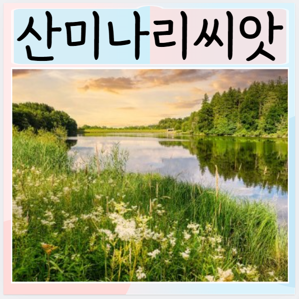  산미나리씨앗 먹으면 좋은점? 섭취방법 주의사항