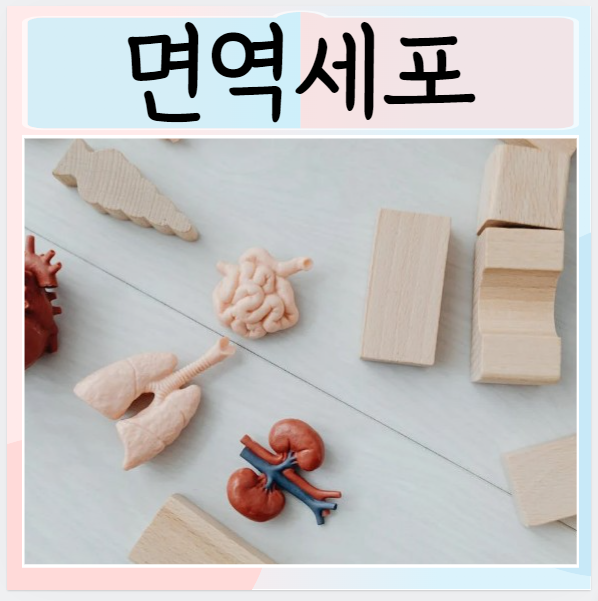  면역세포 NK세포 B세포 T세포란?