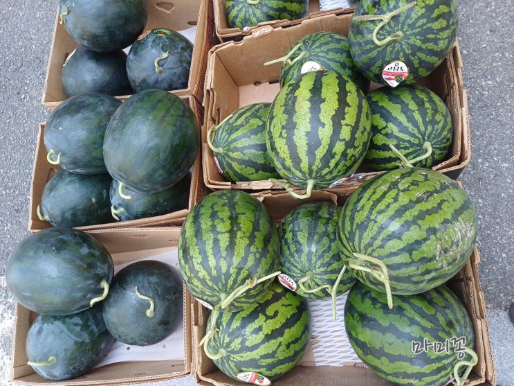  여름철 과일 여름휴가 맛있는 수박 고르는법 주의할점 수박 회오리 모자이크병