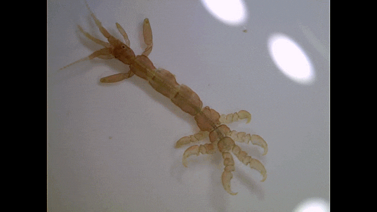  Caprellidae spp. (skeleton shrimps) 바다대벌레-류 촬영 모음 2023