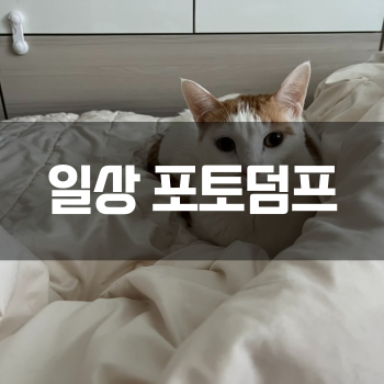  [일상 포토덤프] 고양이 간호하며 보낸 일상-_-..