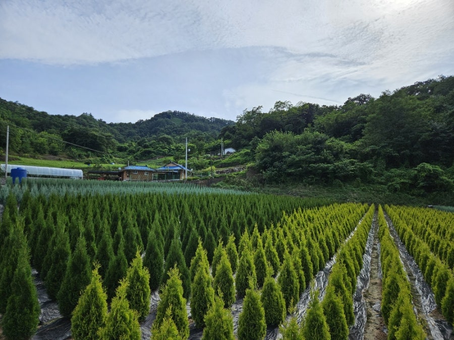 방골 사진 1