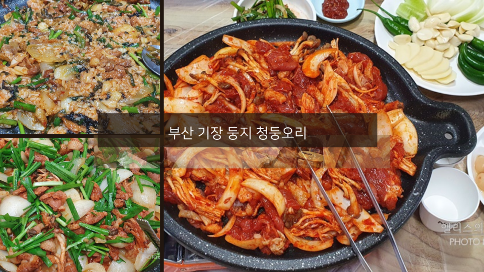 둥지청둥오리 사진 1