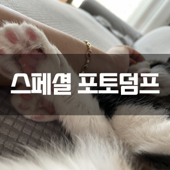  [스페셜 포토덤프] 코숏도 사랑스럽고 이쁘다