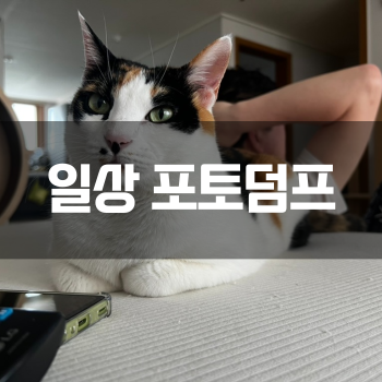  [일상 포토덤프] 운동, 먹방, 고양이 그리고 걱정만 남은 주말.