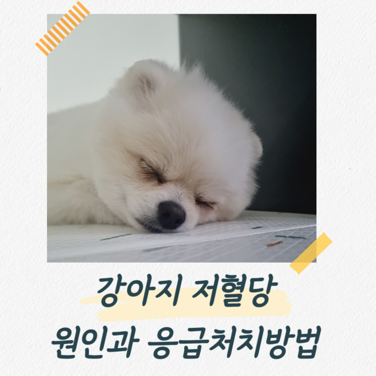  강아지 저혈당, 당뇨병과 관련있다? 증상과 응급 처치 방법은?
