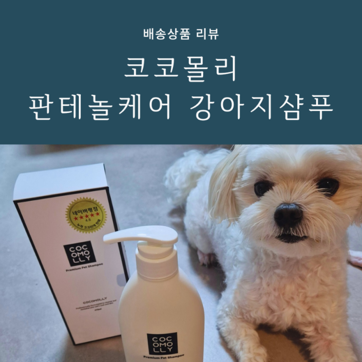 자주 긁는 강아지를 위한 코코몰리 판데놀샴푸 후기 자주 긁는 강아지를 위한 코코몰리 판데놀샴푸 후기