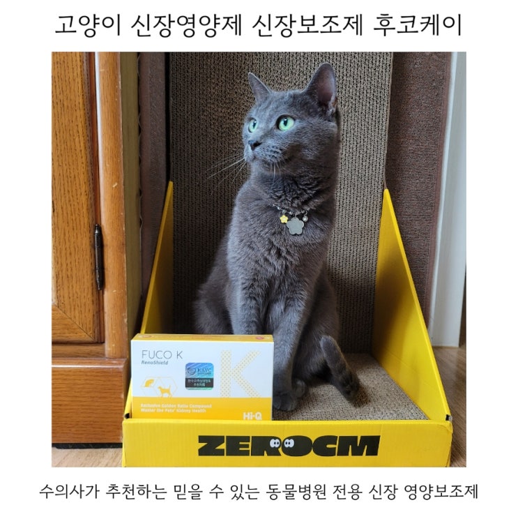  고양이 신장영양제 신장보조제 후코케이 급여후기