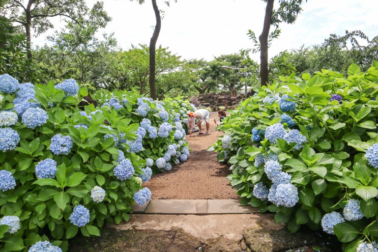  동쪽송당 동화마을 제주 송당리 지브리 스타벅스