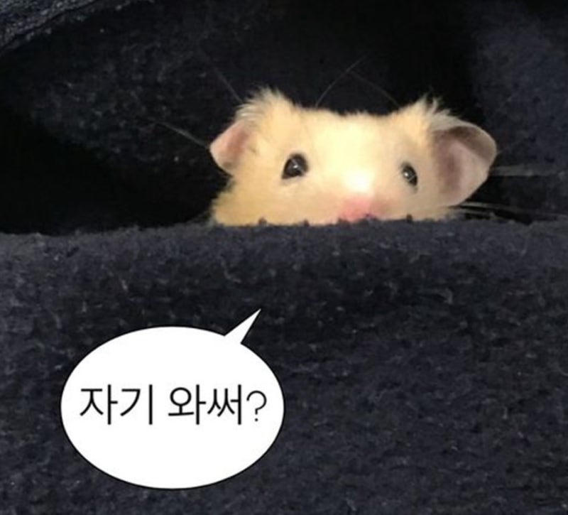 [보험대리점시험]손해보험 시험후기 이제 보험시험 끝
