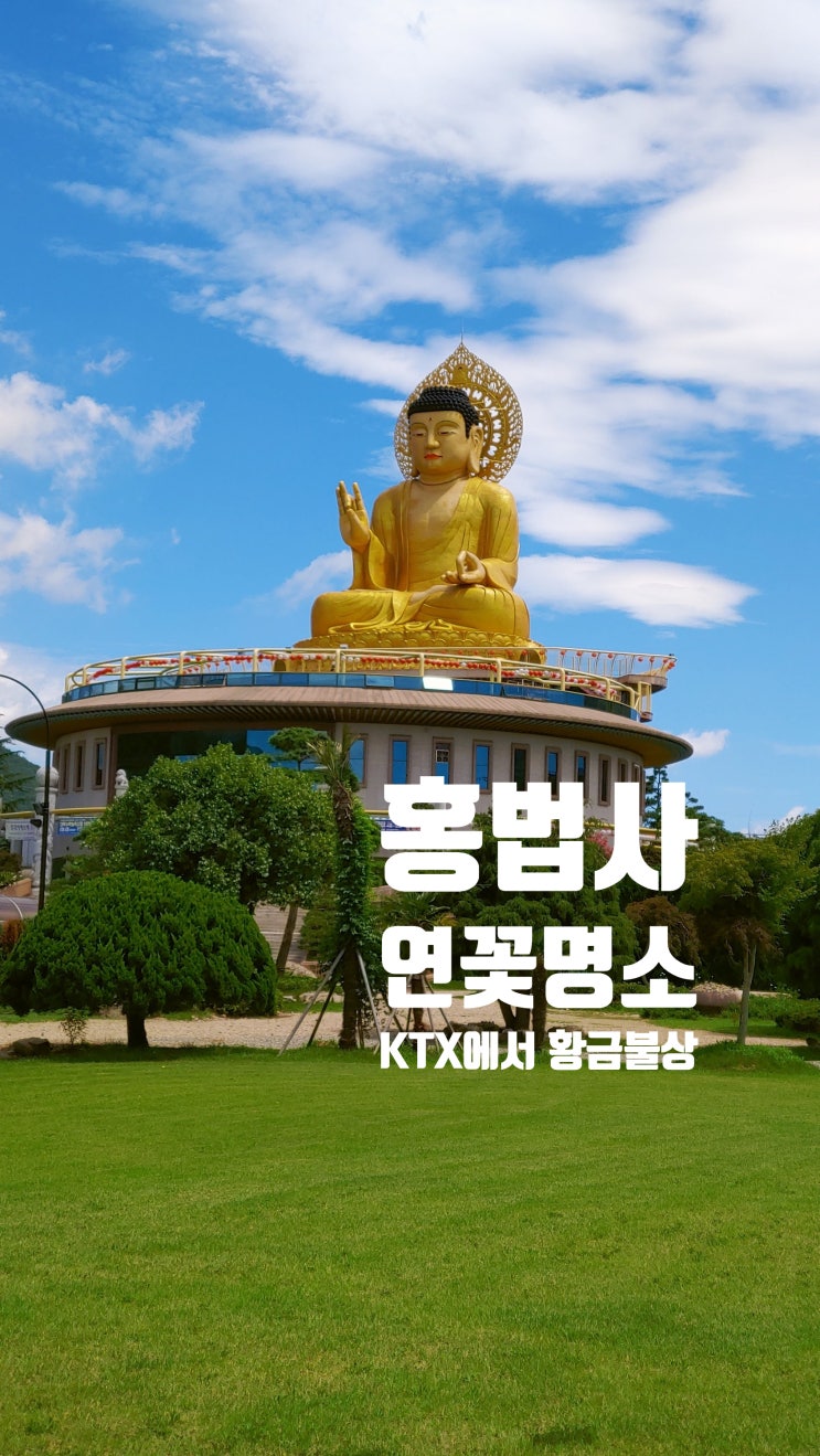  [부산 연꽃명소추천]연꽃 찾아 사찰탐방 두구동연꽃소류지와 홍법사, KTX 부산행 황금대형불상의 절!