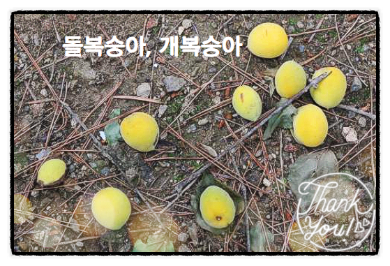  돌복숭아효능 개복숭아효능
