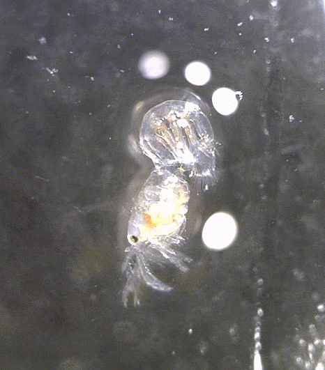  쏙-류 촬영 모음 2023, Upogebiidae spp. (mud shrimps)
