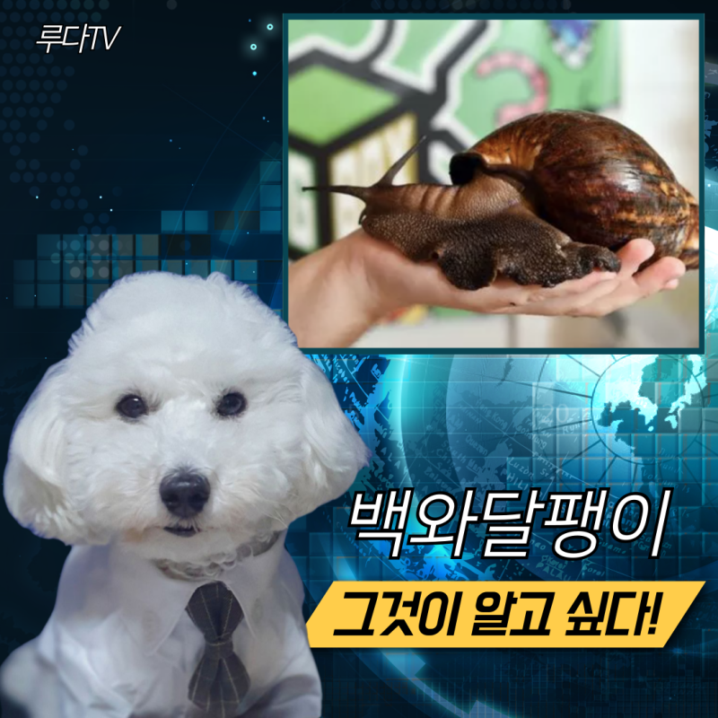 백와달팽이 키우기 분양 수명 먹이 집 총정리