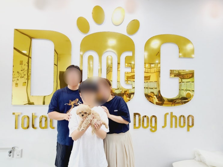  세종시 원독의 귀여운 말티푸, 분양 완료 소식과 함께 전하는 행복한 순간!" /강아지분양 세종애견샵 세종시강아지분양