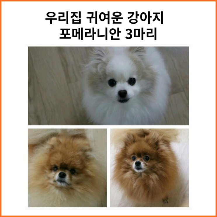  우리 집 귀여운 강아지 포메라니안 3마리