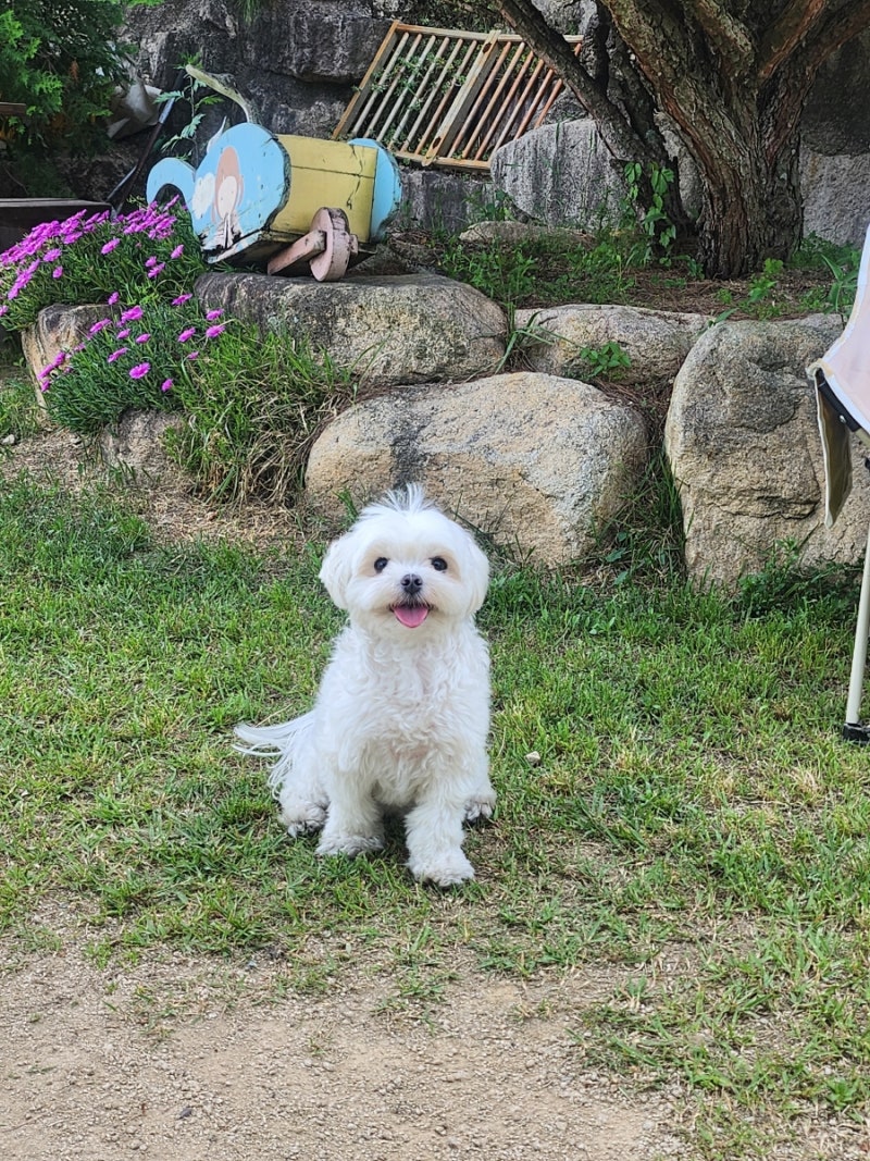 사진 12