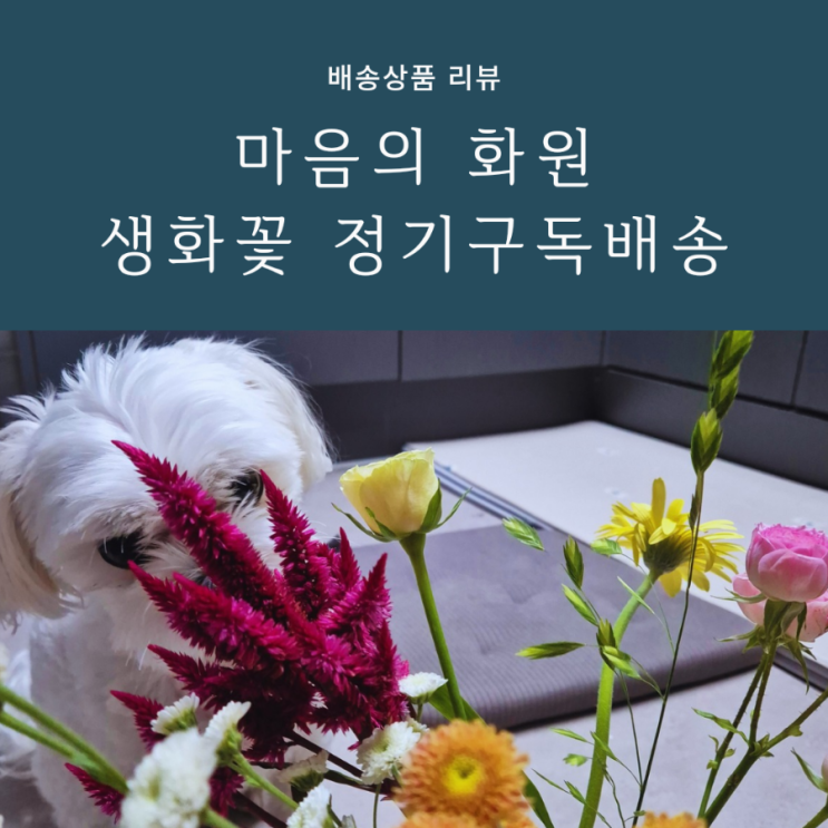 꽃정기구독 꽃정기배송 꽃배달싼곳 마음의 화원 꽃정기구독 꽃정기배송 꽃배달싼곳 마음의 화원