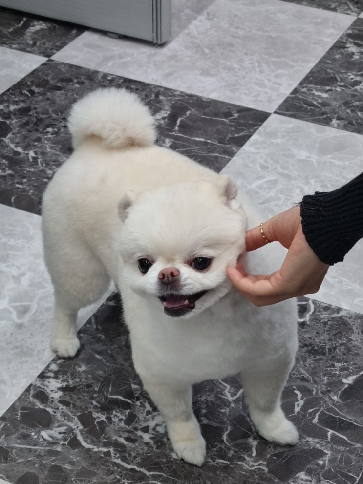  파주 애견미용학원 수강비 할인 장학지원 신청방법은?