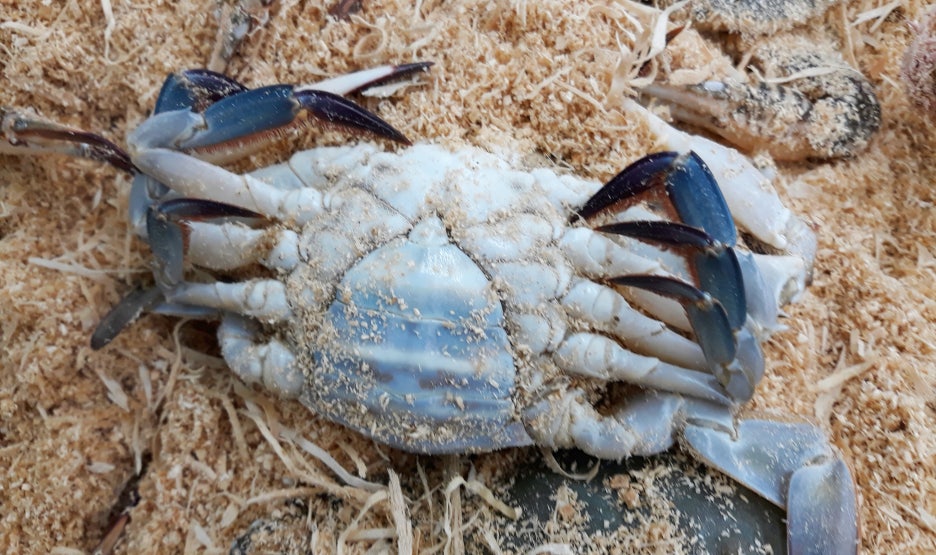 체르마트 꽃게장 사진 1