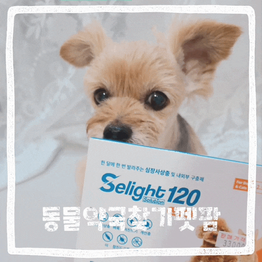  강아지 심장사상충약 셀라이트 근처 동물약국 찾기 펫팜에서