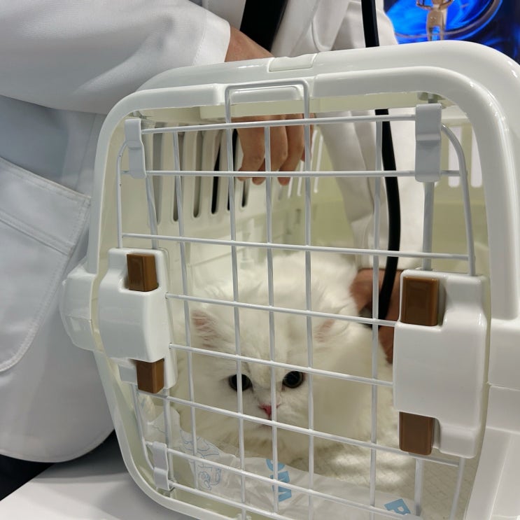 광주 광산구 동물병원 서울앤동물병원 고양이 건강검진 광주 광산구 동물병원 서울앤동물병원 고양이 건강검진