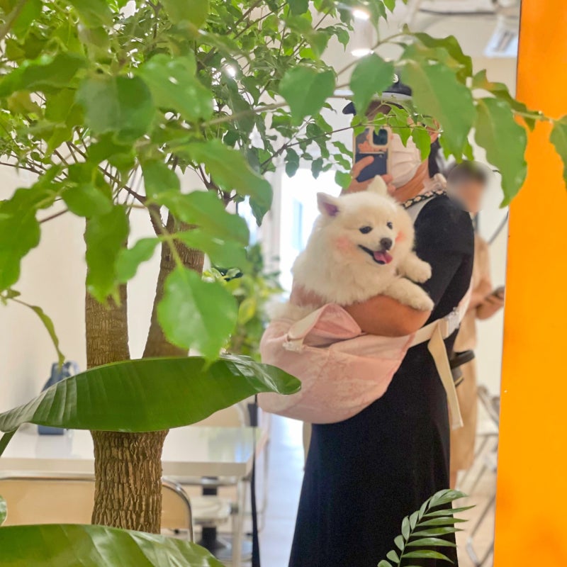 강아지 슬링백 베베파우 애견 앞가방 내돈내산