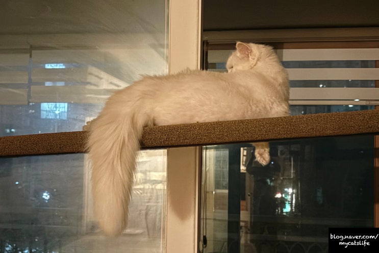  게으른 어미새를 위한 먹이는 없어. 아픈 고양이 돌보기
