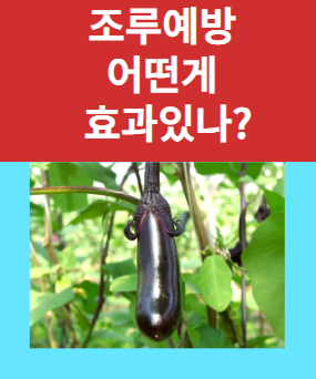 조루예방 확실한 효과를 원한다면