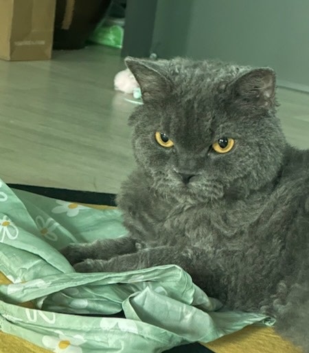  김관채 고양이탐정 후기/(경기도 김포) 주택가에서 실종된지 2일된 셀커크랙스 고양이 구조