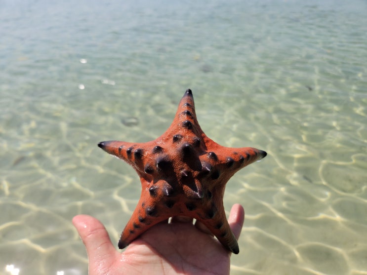  푸꾸옥 북부 가볼만한곳 스타피쉬 비치(불가사리 해변) 베트남 현지투어