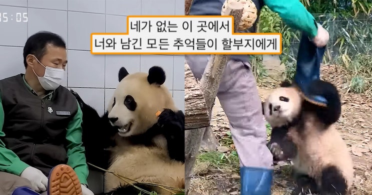 "네가 없는 이곳에서.." 최근 강바오 <b>강철원 주키퍼</b>가 뿌빠TV... 