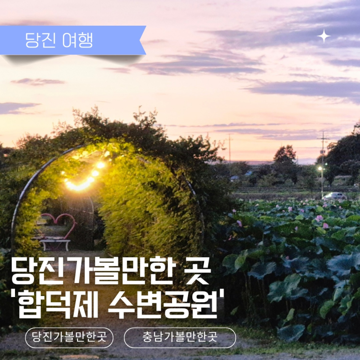  [당진 가볼만한곳] 합덕제 수변공원 실시간 연꽃 개화 현황