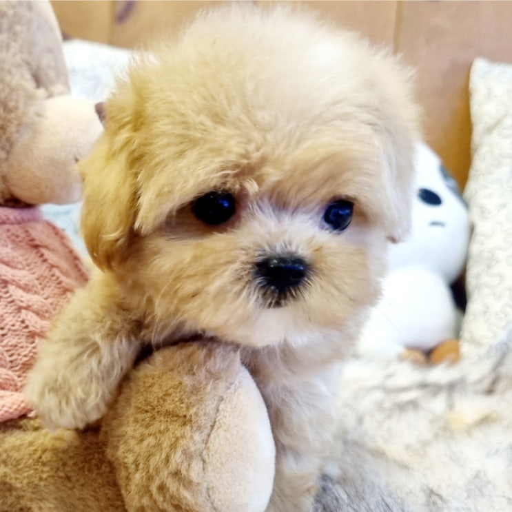  인기 많은 하이브리드 견종 중 하나인 말티푸 분양 소개합니다~