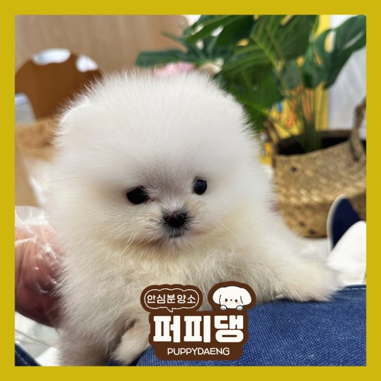  금산펫샵 많이 알아봤어요