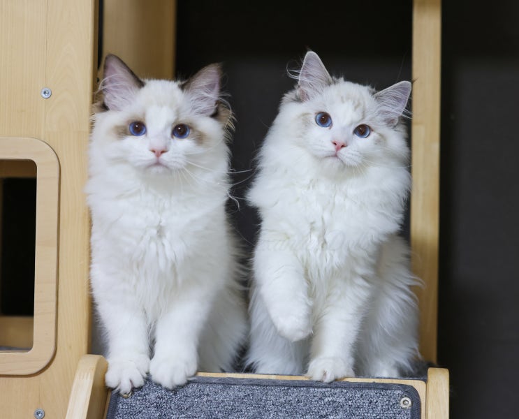  랙돌 블루바이 씰바이 캐터리 A4-litter 자묘, 5개월 렉돌 성격 기본정보