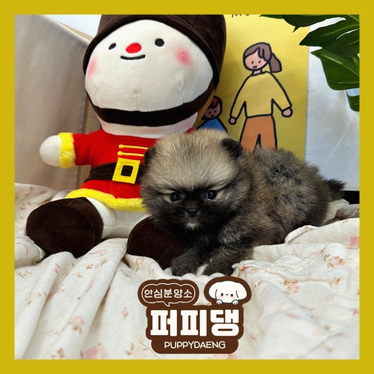  영주애견분양 모든게 정직했다