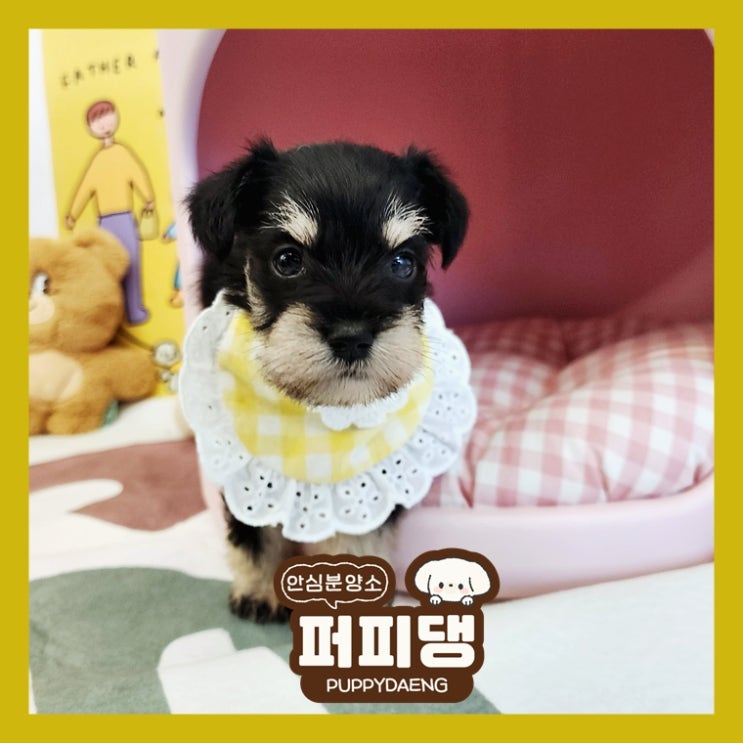  원주애완견분양 나를 설레게 해요