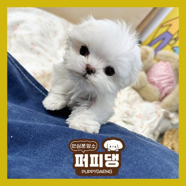  대전애견분양 건강보장은 필수